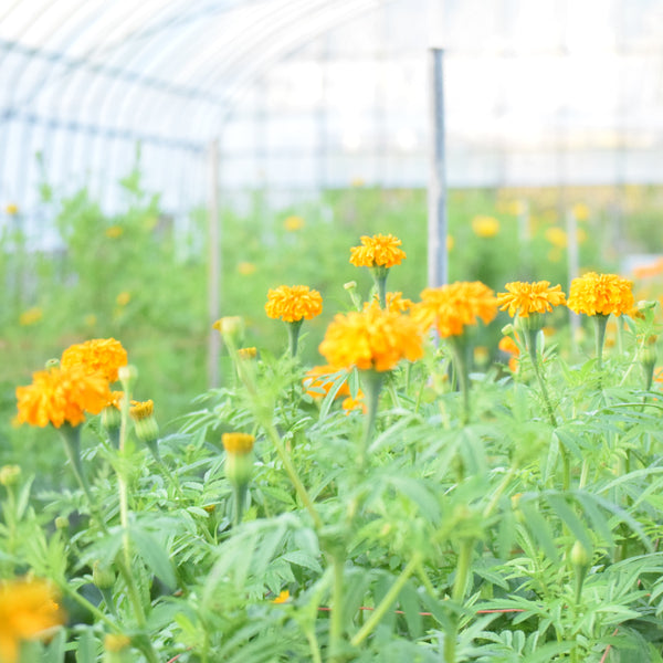 美咲 切花延命剤 320㎖ – ハナノヒ 365days | 季節の花が毎月届く