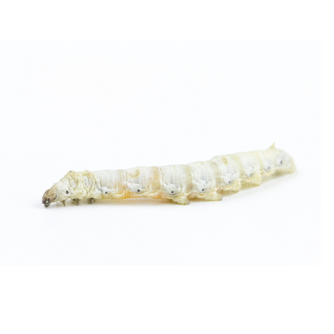 Butterworm Waxworm Combo  100% Live Arrival Guaranteed