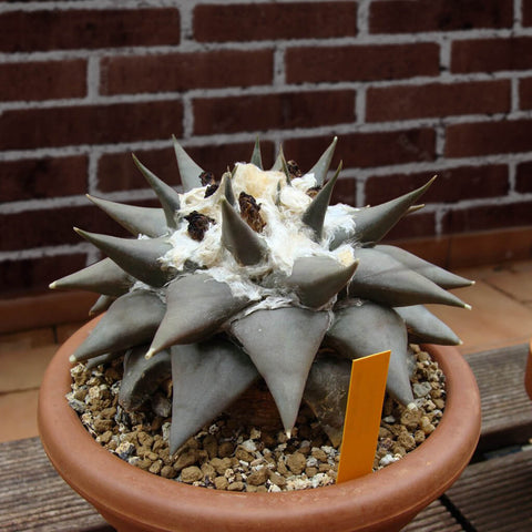 Adenium obesum - Desert Rose - 10 seeds - Onszaden