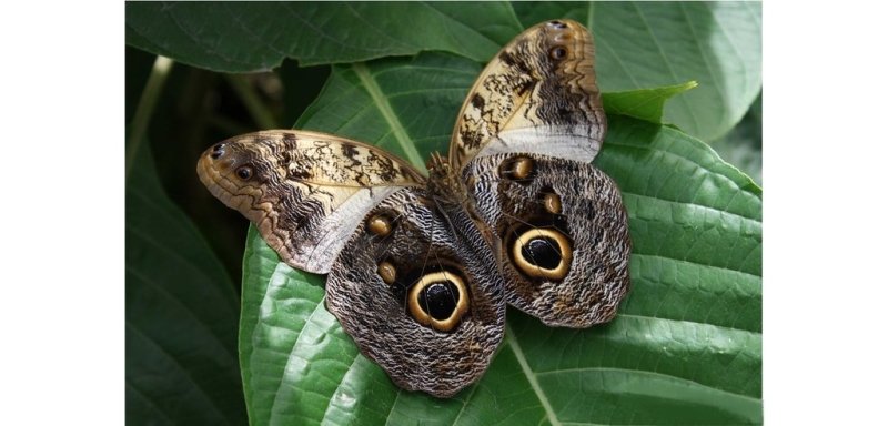 Top 20: Les plus beaux papillons du monde - Le Papillon Chouette