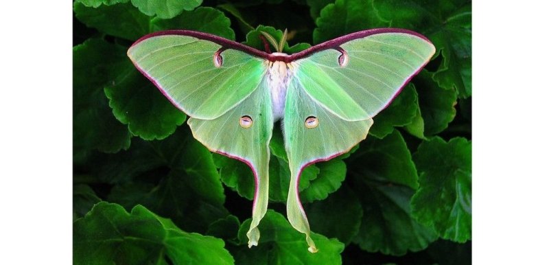 Top 20: Les plus beaux papillons du monde : Le papillon lune - Rêve de Papillon