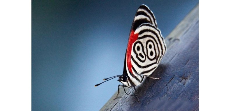 Top 20: Les plus beaux papillons du monde : Le papillon double 8 - Rêve de Papillon