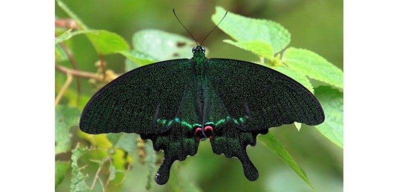 Top 20: Les plus beaux papillons du monde : Le papillon paon - Rêve de Papillon