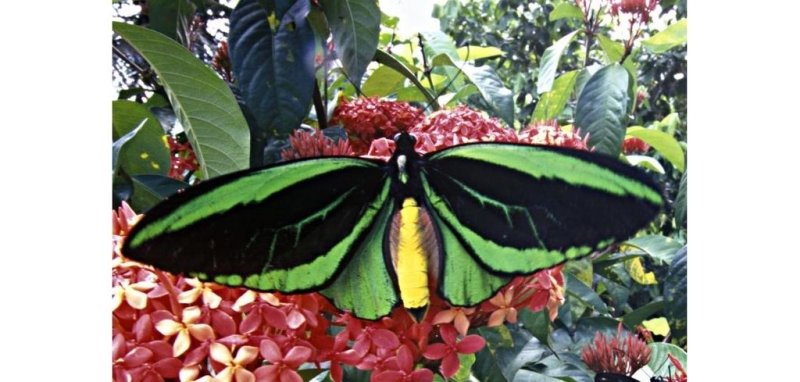 Papillon de la reine Alexandra - Rêve de Papillon