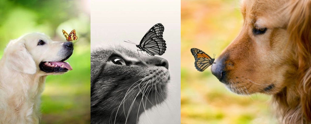 Papillon sur nez de Chien et de Chat | Rêve de Papillon