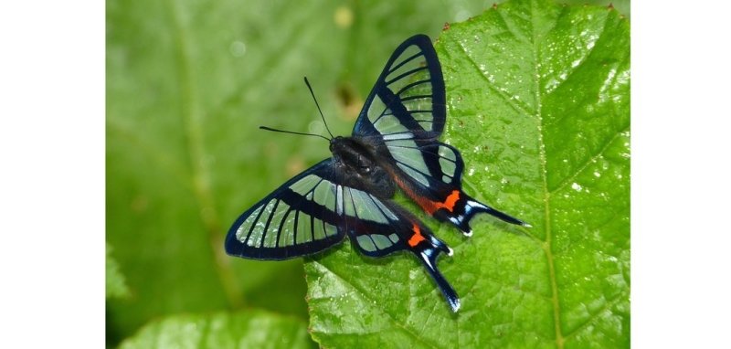 Top 20: Les plus beaux papillons du monde : le Sylphina Angel - Rêve de Papillon