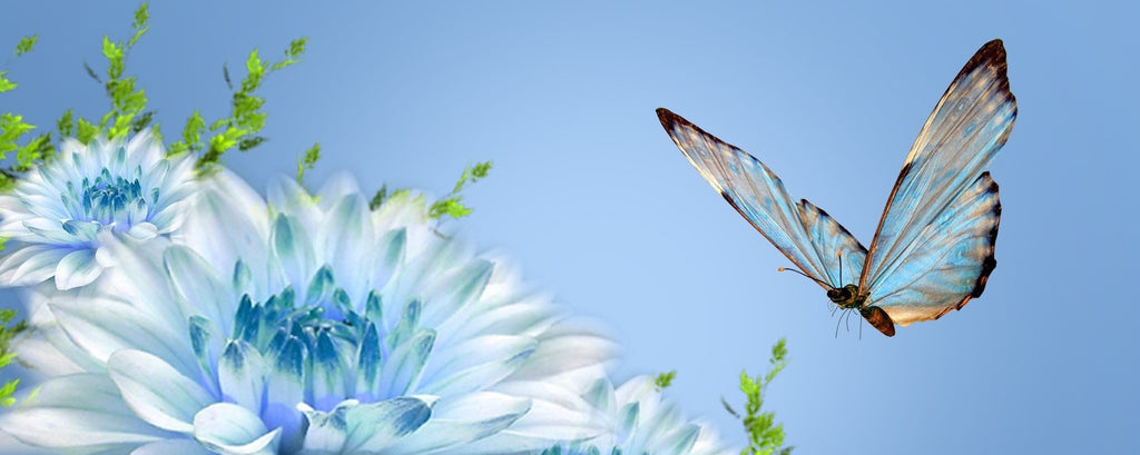 Les Symboliques du Papillon | Rêve de Papillon
