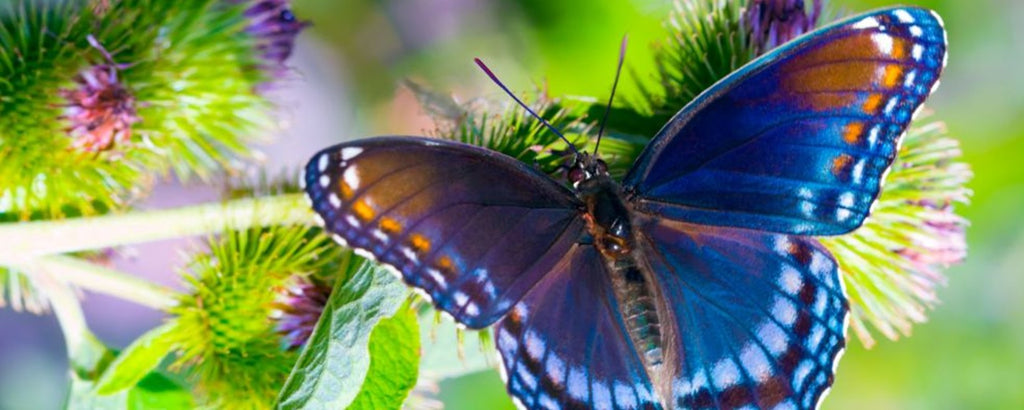 Symbolisme du Papillon | Rêve de Papillon