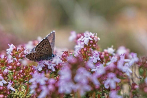 Papillon Azurée sur Thym Serpolet - Rêve de Papillon