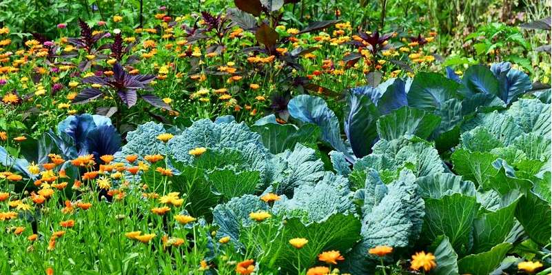 Un jardin sans pesticide : idéal pour les papillons - Rêve de Papillon