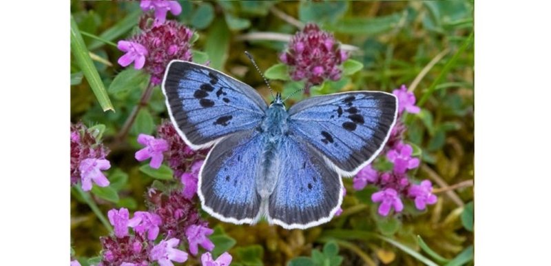  Les plus beaux papillons du monde : Azuré du Serpolet - Rêve de Papillon