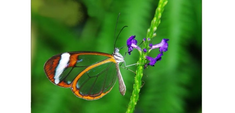 Les plus beaux papillons du monde: le Oto Greta  - Rêve de Papillon