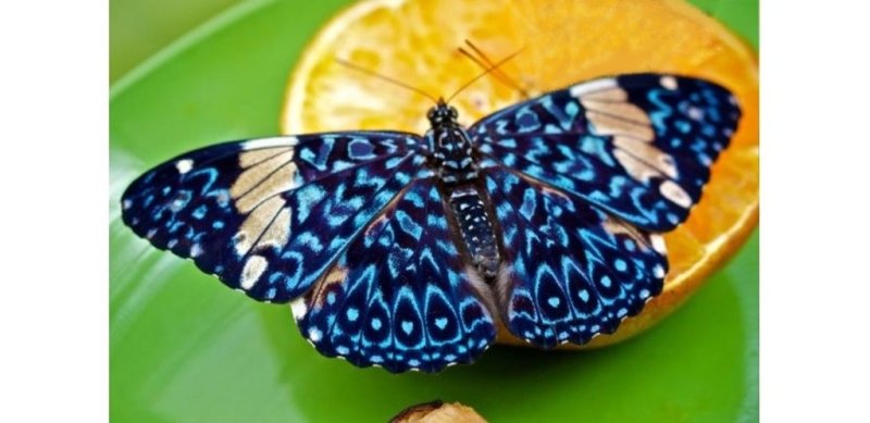  Les plus beaux papillons du monde : Hamadryas Arinome - Rêve de Papillon