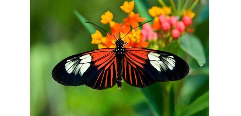 Les plus beaux papillons du monde : Heliconius Melpomene - Rêve de Papillon