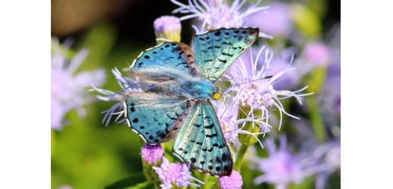 Les plus beaux papillons du monde: le Lasaia Sula - Rêve de Papillon