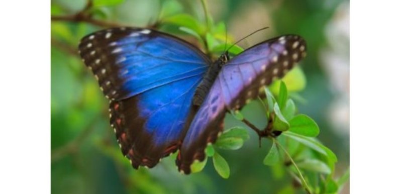 Top 20: Les plus beaux papillons du monde : Morpho - Rêve de Papillon