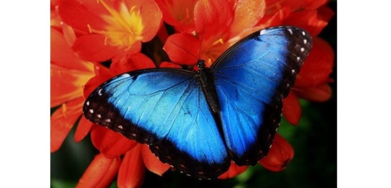 Top 20: Les plus beaux papillons du monde : Le Morpho - Rêve de Papillon