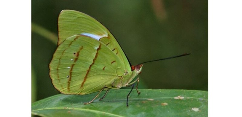 Top 20 : les plus beaux papillon du monde : le Nesaea Obrina - Rêve de Papillon