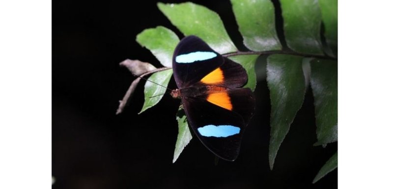 Les plus beaux papillons du monde - Rêve de Papillon