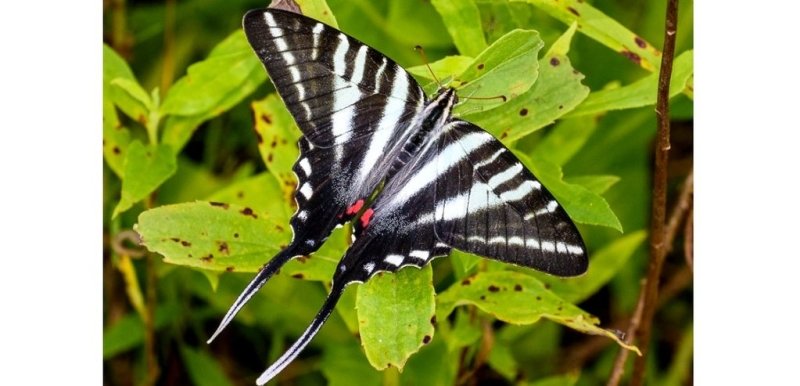 Les plus beaux papillons du monde: le Papilio Marcelus - Rêve de Papillon
