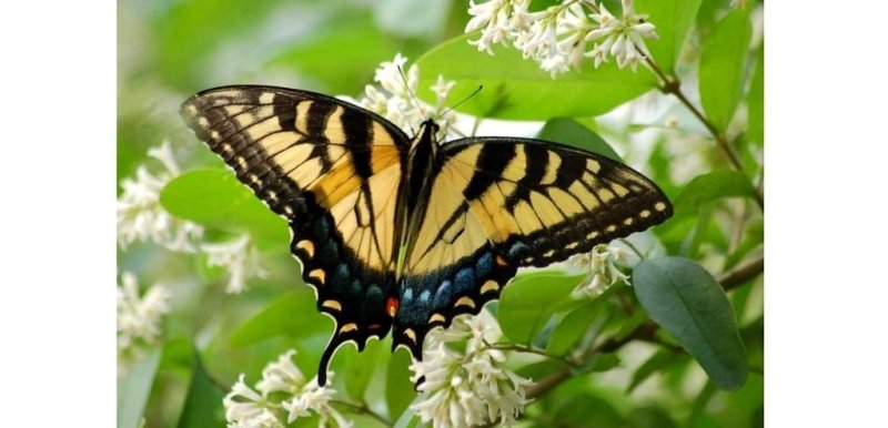 Les plus beaux papillons du monde: le Papilio Rutulus - Rêve de Papillon