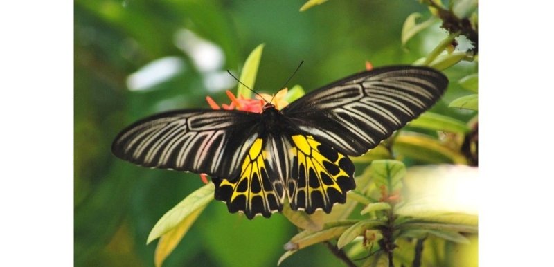 es plus beaux papillons du monde: le Troides Aeacus Femelle - Rêve de Papillon