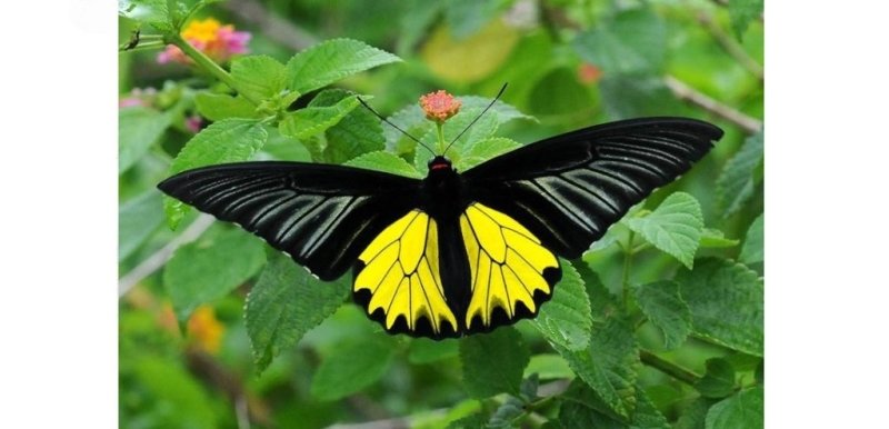 Les plus beaux papillons du monde: le Troides Aeacus Mâle - Rêve de Papillon