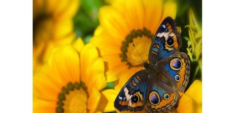 Top 20: Les plus beaux papillons du monde : Le Junonia Orithya - Rêve de Papillon