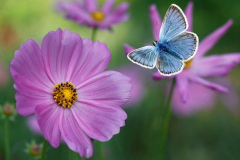 Papillon Argus Bleu sur Cosmos - Rêve de Papillon