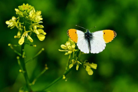 Papillon Aurore de Provence sur Fleur de Moutarde - Rêve de Papillon