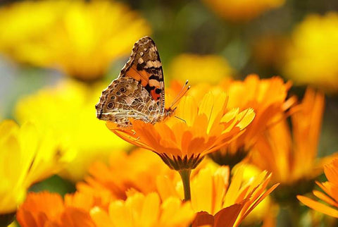 Papillon Belle Dame sur Souci - Rêve de Papillon