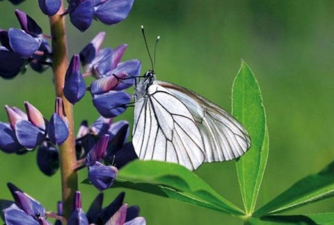 Papillon Aporia Cratégi (le gazé) sur Lupin - Rêve de Papillon