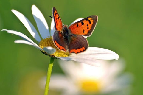 Papillon Lycaena phlaeas (le bronzé) sur Marguerite - Rêve de Papillon