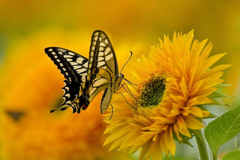 Papillon Machaon sur Tournesol - Rêve de Papillon