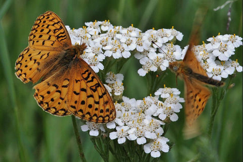 Papillon Nacré sur Achillée Mille Feuille - Rêve de Papillon