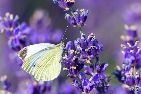 Papillon Piéride sur Lavande - Rêve de Papillon