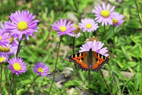 Papillon Tortue sur Aster Alpinus - Rêve de Papillon