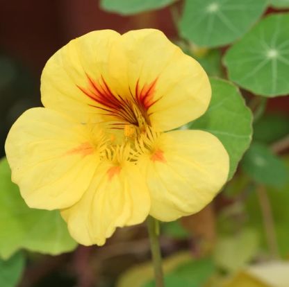 Plante Annuelle pour Papillon la Capucine - Rêve de Papillon