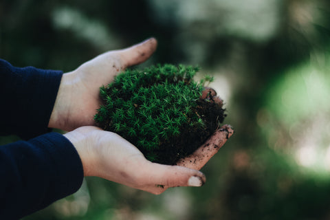 Holding plants and soil in hands