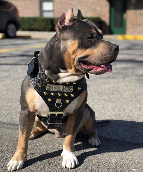 Custom Leather | Dog Collars | Dog 