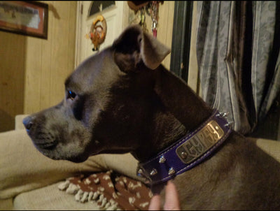 gypsy dog collar