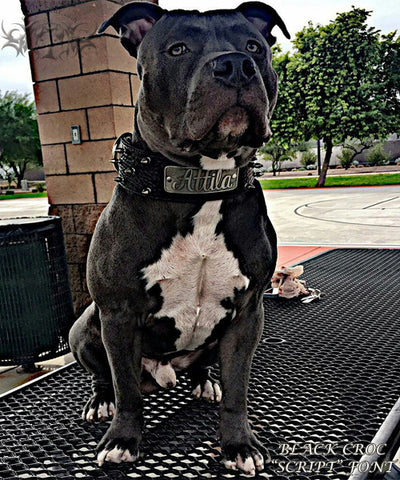 leather spiked dog collars