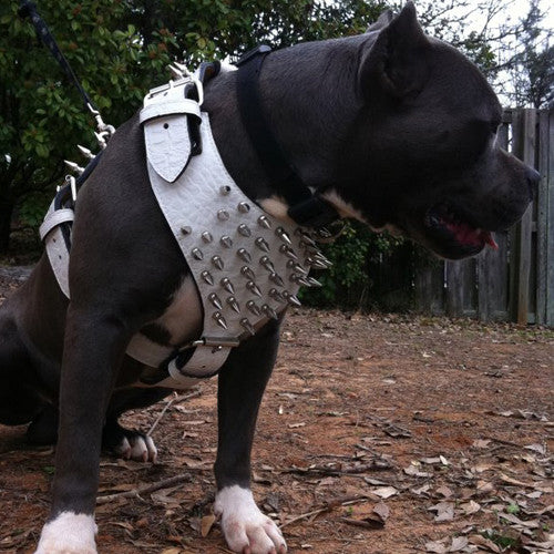Spiked Leather Dog harness - Pit Bull Gear