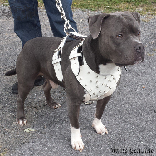 dog harness for pitbulls