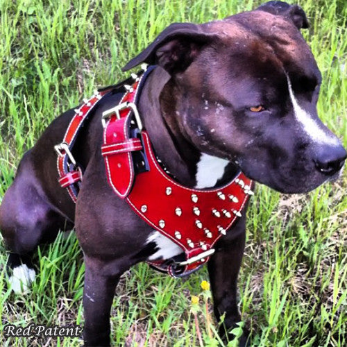 leather spiked dog collars