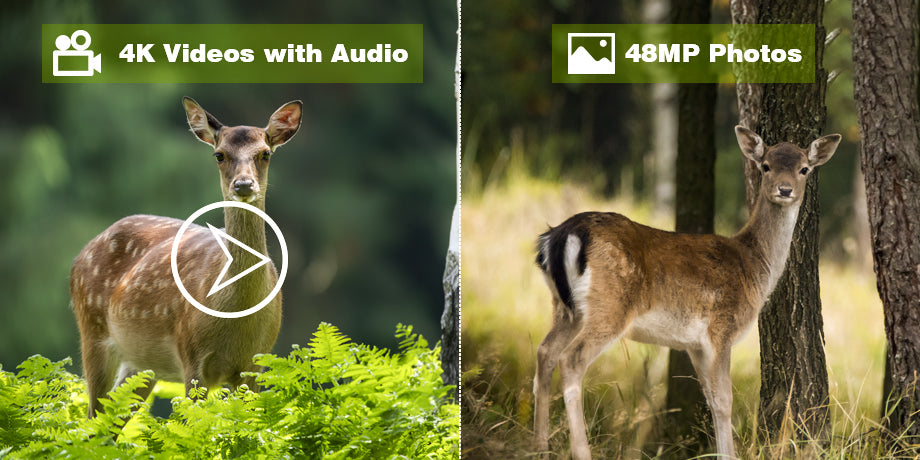 Deer captured in stunning detail by a deer hunting camera, showcasing 4K video and 48MP photo capabilities.