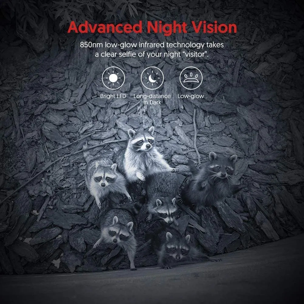 Captured clearly at night by advanced security trail cameras equipped with 850nm low-glow infrared technology, this group of raccoons showcases the effectiveness of their night vision capabilities.