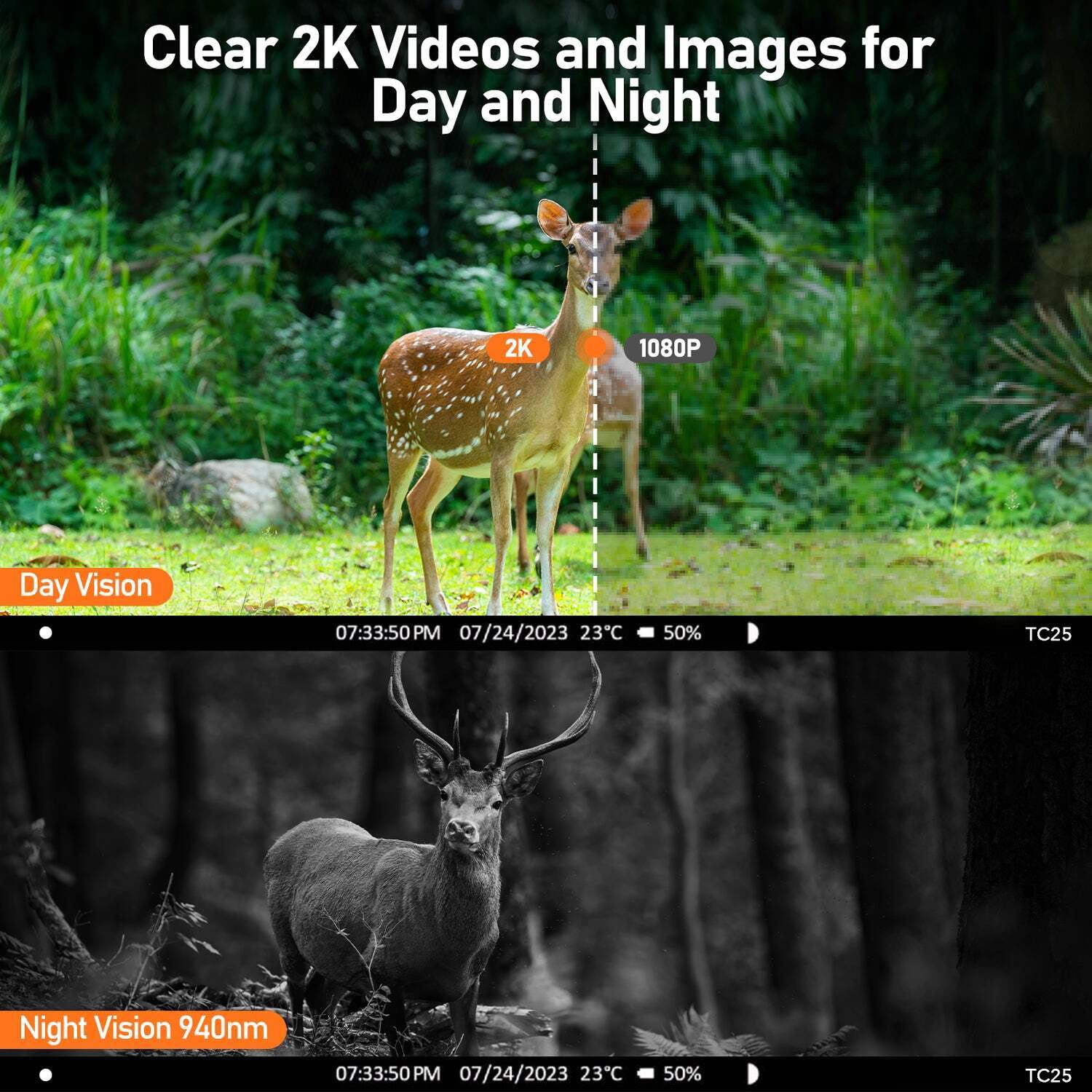 Deer hunting camera, model TC25, capturing clear 2K videos and images of a deer in the forest during both day and night, with time, date, temperature, and battery life details.