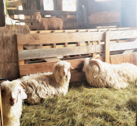goats, animals, barn