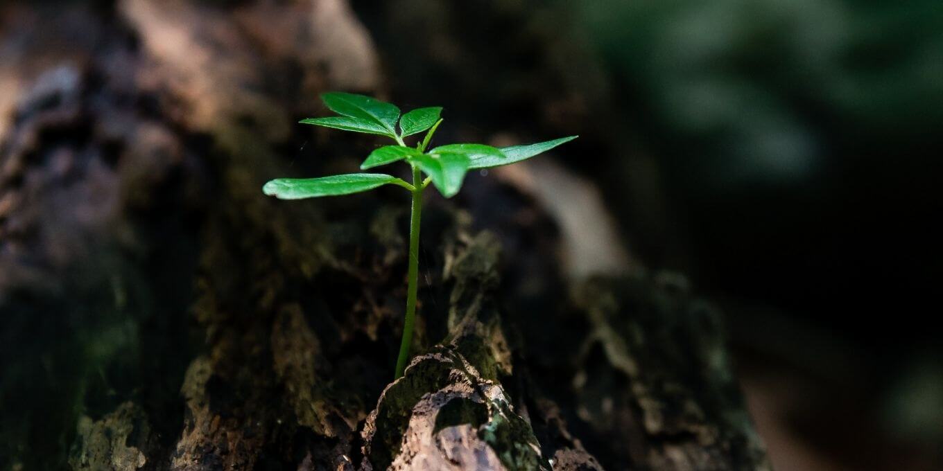 Small plant growing out of log in the forest